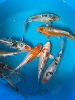 Japanse koi 15-20cm, Dieren en Toebehoren, Vissen | Vijvervissen, Karper of Koi