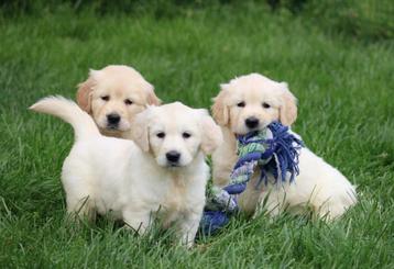 Golden Retriever pups beschikbaar voor biedingen