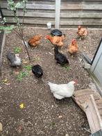 leg kippen 7 stuk, Dieren en Toebehoren, Vrouwelijk, Kip