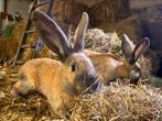 Lotharinger, Dieren en Toebehoren, Konijnen, Vrouwelijk, 0 tot 2 jaar