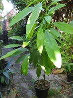 Jeune avocatier, Ophalen, Overige soorten, Struik, Minder dan 100 cm