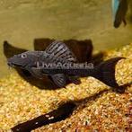 L095 +-14cm, Dieren en Toebehoren, Vissen | Aquariumvissen