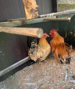 Chabo koppel 25€, Dieren en Toebehoren, Pluimvee