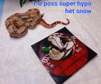 Boa nk 25, Dieren en Toebehoren, Reptielen en Amfibieën, Slang, Tam, 0 tot 2 jaar