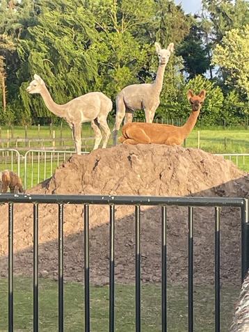 Alpaca