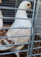 3 antwerpse/vlaamse smerels te koop