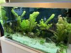 Aquarium / visbak (270l) met alle benodigdheden, Dieren en Toebehoren, Vissen | Aquaria en Toebehoren, Ophalen, Zo goed als nieuw