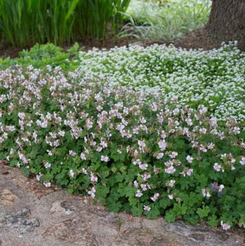 Tuingeranium  'Biokovo' beschikbaar voor biedingen