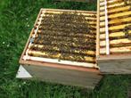 bijenvolk, Dieren en Toebehoren, Bijen
