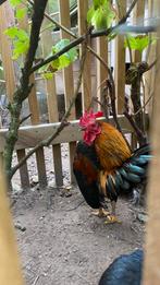 Kriel serema haan, Dieren en Toebehoren, Pluimvee, Mannelijk, Kip