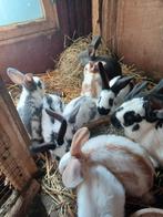 Jonge konijnen, Animaux & Accessoires, Lapins, Grand, Sexe inconnu, 0 à 2 ans