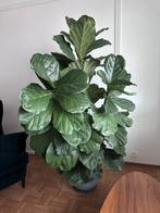 Big house plants (monstera/strelitzia nicolai/ficus lyrata), Huis en Inrichting, Ophalen, Ficus