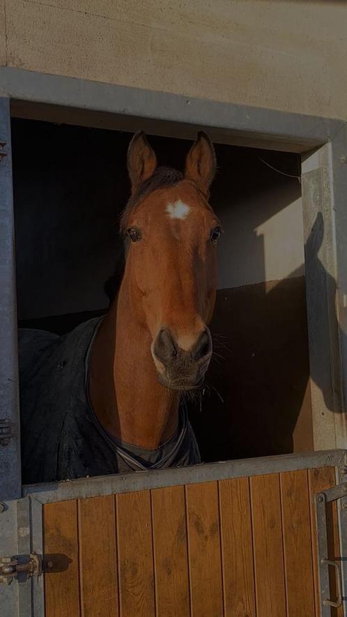 Spring/recreatief paard te koop, Animaux & Accessoires, Chevaux, Hongre, 165 à 170 cm, 11 ans ou plus, Cheval de saut, Avec pedigree