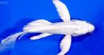 Poisson Koi blanc, Animaux & Accessoires, Poissons | Poissons d'étang, Carpe ou Koï