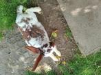 Vlinder konijnen, Dieren en Toebehoren, Konijnen, Vrouwelijk, Groot, 0 tot 2 jaar