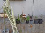 Gewortelde stekken, Huis en Inrichting, Kamerplanten, Ophalen