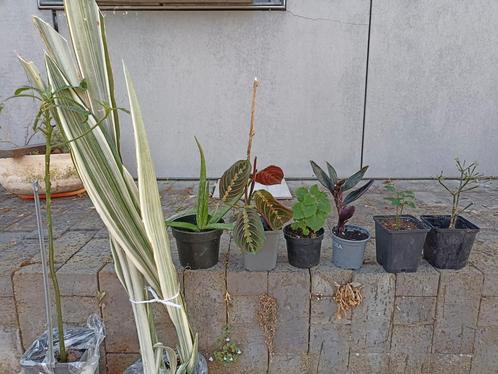 Gewortelde stekken, Huis en Inrichting, Kamerplanten, Ophalen