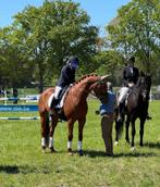 Knap Z2 dressuur/ allround paard *interessante prijs*, Dieren en Toebehoren, Paarden, Z, Gechipt, Ruin, Dressuurpaard