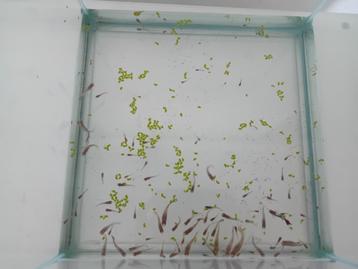 40 tal guppy guppen  beschikbaar voor biedingen