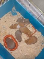 Syrische goudhamster, Dieren en Toebehoren, Knaagdieren, Hamster, Juni, Vrouwelijk, Tam