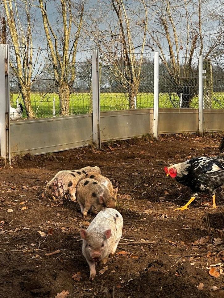 Mini varkentjes gottinger, Dieren en Toebehoren, Schapen, Geiten en Varkens, Varken, Vrouwelijk, 0 tot 2 jaar