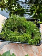 Zuurstofplanten voor vijver, Ophalen, Zo goed als nieuw