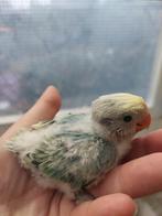 Agapornis Roseicollie baby handtam, Dieren en Toebehoren, Vogels | Parkieten en Papegaaien