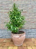 Camelia in terracotta pot, Tuin en Terras, Ophalen