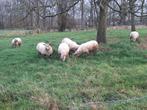 Witte schapenwol. GRATIS!, Dieren en Toebehoren, Schapen, Geiten en Varkens