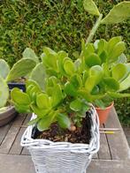 Crassula vetplanten, Huis en Inrichting, Kamerplanten, Ophalen