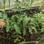 Tomaten stekjes 2+1 gratis, Jardin & Terrasse, Plantes | Jardin, Enlèvement ou Envoi
