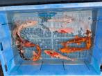 12 koi