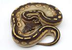 Ball Python’s nakweek 2024, Dieren en Toebehoren