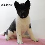 Amerikaanse Akita (kort&langhaar) pups te koop, 15 weken tot 1 jaar, Buitenland, Meerdere, Overige rassen