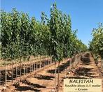HALFSTAM PERELAARS: CONFERENCE, DOYENNÉ DU COMICE, CLAPP'S,., Ophalen, Volle zon, Vaste plant, Fruitplanten