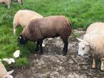 Blauwe texelaar, Dieren en Toebehoren, Mannelijk, Schaap, 0 tot 2 jaar