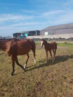 Springpaard merrie met hengste veulen, Merrie, Springpaard