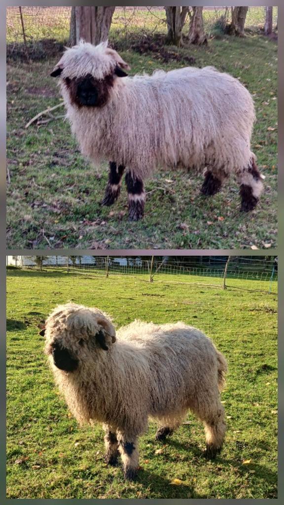 2 Walliser Schwarznase, Dieren en Toebehoren, Schapen, Geiten en Varkens, Schaap, Mannelijk, 0 tot 2 jaar