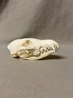 Schedel vos, Verzamelen, Dierenverzamelingen, Ophalen of Verzenden, Zo goed als nieuw, Schedel