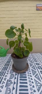 Pannenkoekenplant, Huis en Inrichting, Kamerplanten, Minder dan 100 cm, Halfschaduw, In pot, Groenteplant