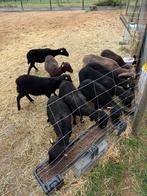 Ouessant schapen met stamboom te koop, Dieren en Toebehoren, Meerdere dieren, Schaap, 3 tot 5 jaar