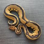 Python regius ( ballpython), Dieren en Toebehoren, Slang, 0 tot 2 jaar