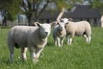 engelse texel ooien en rammenstamboek, Mouton, Femelle, 0 à 2 ans