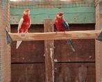 Koppel stanley rosella's (Opaline x Lutino), Dieren en Toebehoren, Meerdere dieren, Parkiet, Geringd