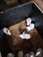 Jonge konijnen te koop, Animaux & Accessoires, Lapins, Taille moyenne, Plusieurs animaux, 0 à 2 ans