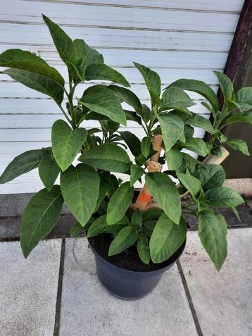 roze brugmansia, Tuin en Terras, Planten | Tuinplanten, Ophalen