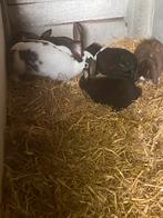Nederlands dwerg hangoren, Dieren en Toebehoren, Konijnen, Dwerg