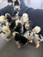 Brahma kuikens, Dieren en Toebehoren, Pluimvee, Geslacht onbekend