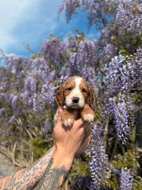 Prachtige cockapoo (cocker spaniël x dwergpoedel) pups, Dieren en Toebehoren, Honden | Chihuahua's en Gezelschapshonden, Meerdere dieren