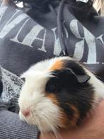 1 cavia meisje met 2 kooien, Dieren en Toebehoren, Ophalen, Cavia